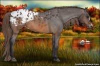 Horse Color:Buckskin Appaloosa