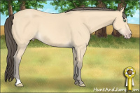 Horse Color:Amber Cream Champagne 