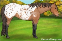 Horse Color:Bay Appaloosa Rabicano 