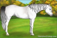 Horse Color:Gray Bay Roan Splash Frame 