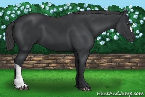 Horse Color:Black 