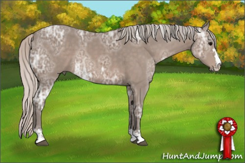 Horse Color: Silver Black Ice Sabino 