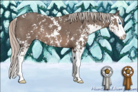 Horse Color:Silver Black Sabino Splash