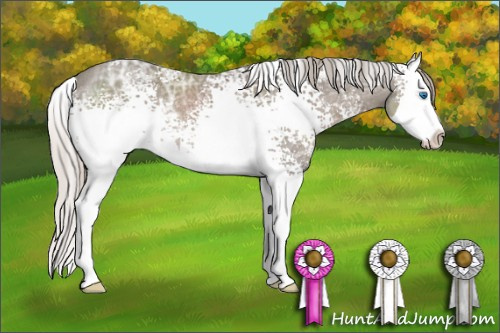Horse Color: White Spotted Silver Black Ice Sabino Splash Rabicano 
