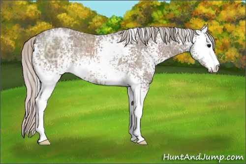 Horse Color: White Spotted Silver Black Ice Sabino Rabicano 