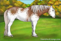 Horse Color:White Spotted Silver Bay Sabino Rabicano 