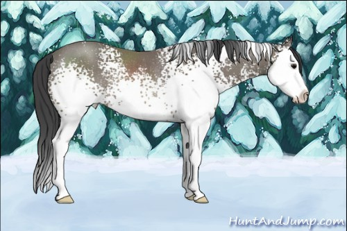 Horse Color: White Spotted Black Sabino Splash Rabicano 