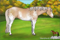 Horse Color:White Spotted Silver Black Pearl Sabino Rabicano 