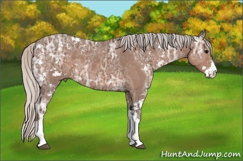 Horse Color: Silver Black Ice Sabino 