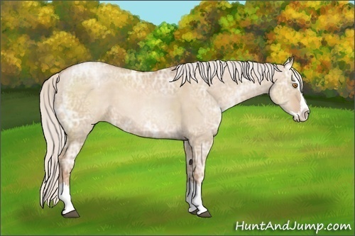Horse Color: Silver Grullo Ice Pearl Sabino Splash 