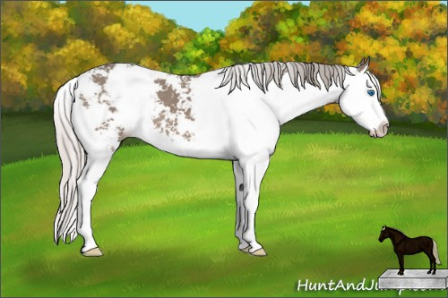 Horse Color: Silver Grullo Sabino Splash 