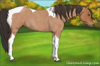Horse Color:Bay Roan Tobiano