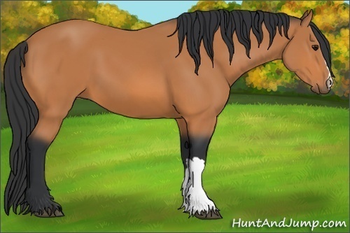 Horse Color: Bay 