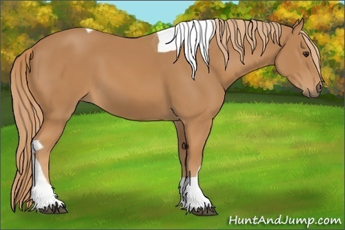 Horse Color: Chestnut Tobiano 