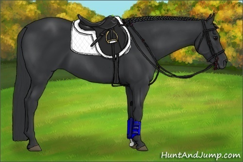 Horse Color:Black 