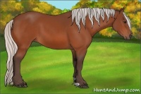 Horse Color:Silver Bay