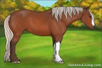 Horse Color:Silver Bay 