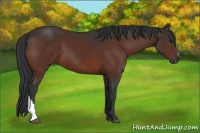 Horse Color:Brown 