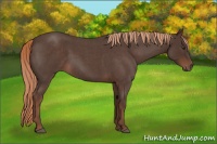 Horse Color:Liver Red Roan 