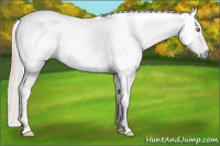 Horse Color:Gray Gold Champagne Appaloosa 