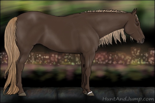Horse Color: Liver Chestnut 