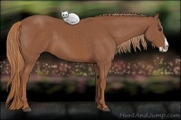 Horse Color:Chestnut Splash 