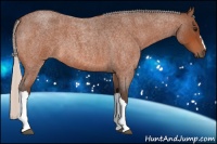 Horse Color:Silver Bay Roan 