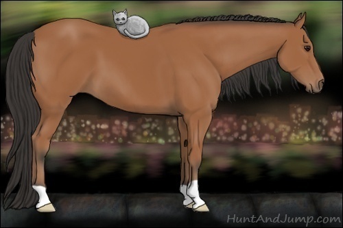 Horse Color: Bay 
