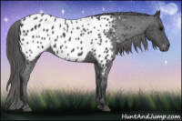 Horse Color:Blue Roan Appaloosa 