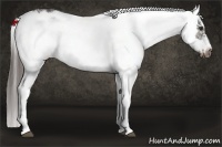 Horse Color:White Spotted Liver Chestnut Frame