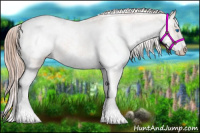 Horse Color:Liver Chestnut Splash Appaloosa