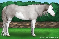 Horse Color:Liver Chestnut Splash 