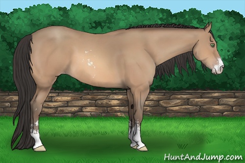 Horse Color: Amber Champagne Sabino 