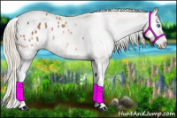 Horse Color:Liver Chestnut Splash Appaloosa 