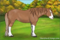 Horse Color:Chestnut Splash 