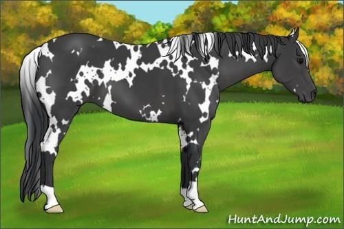 Horse Color: Unknown 