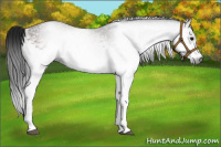 Horse Color:Gray White Spotted Bay 