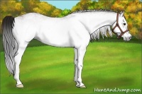 Horse Color:Gray White Spotted Bay 