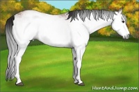 Horse Color:Gray White Spotted Bay 