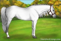 Horse Color:Gray White Spotted Black 