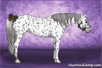 Horse Color:Blue Roan Near Leopard 