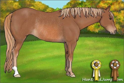 Horse Color: Unknown 