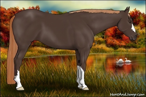 Horse Color: Liver Chestnut 