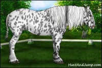 Horse Color:Blue Roan Near Leopard 