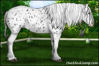Horse Color:Blue Roan Appaloosa 