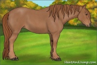Horse Color:Red Roan 