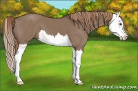 Horse Color:Liver Red Dun Splash 