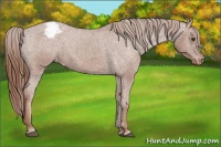 Horse Color:Chestnut Appaloosa 