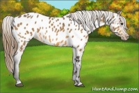 Horse Color:Buckskin Blanket 