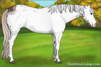 Horse Color:White Spotted Silver Black 